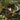 PACKS - MELT THE HONEY VINYL (LTD. ED. GOLD)