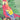 ALGERNON CADWALLADER - PARROT FLIES VINYL RE-ISSUE (LTD. ED. RANDOM MIX COLOUR)