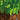 C418 - MINECRAFT VOLUME ALPHA VINYL RE-ISSUE (LTD. ED. GREEN)