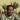 EARL SWEATSHIRT - LIVE LAUGH LOVE VINYL (SUPER LTD. 'RSD STORES' EXC. VARIANTS)