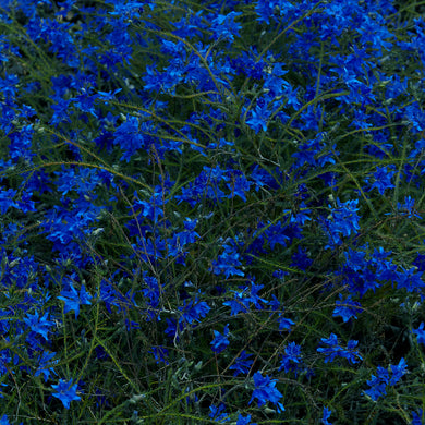 JEFRE CANTU-LEDESMA - GIFT SONGS VINYL (LTD. ED. SEA GLASS BLUE)