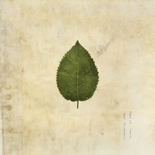 THE BOXER REBELLION - THE COLD STILL VINYL (LTD. ED. ARMY GREEN)