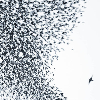 WILCO - SKY BLUE SKY VINYL RE-ISSUE (LTD. ED. BLUE 2LP)