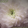 boof-the-hydrangeas-whisper-vinyl