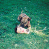 joyce-manor-cody-vinyl