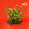 cullen-omori-new-misery-vinyl-ltd-ed-white-gold-black