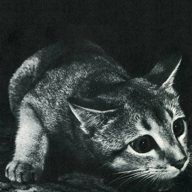 CINDY - CINDY VINYL RE-ISSUE (LTD. ED. LP)