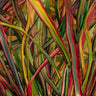gengahr where wildness grows vinyl