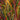 gengahr where wildness grows vinyl